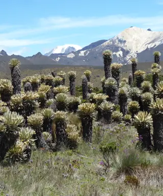 Wandern im Los Nevados Nationalpark